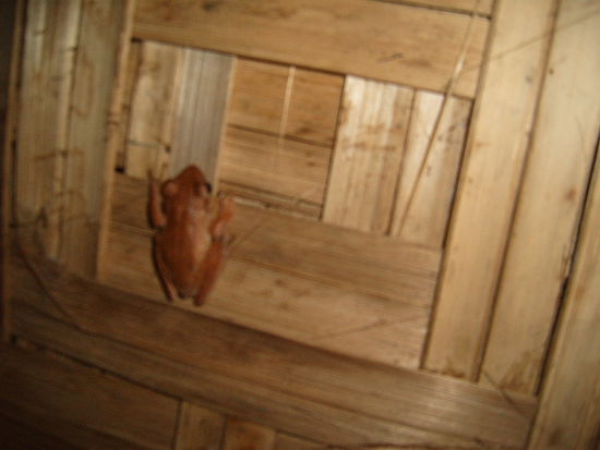 Das ist der kleinere nichtlaichende Frosch gewesen. Trotzdem nachdem ich da raus war hab ich ueberall huepfende Froesche und krabbelne Spinnen gesehen. So geekelt hab ich mich seit Jahrzehnten nicht mehr.