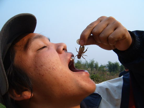 Igitt. Aber nein,er isst sie nicht. Redet aber dauernd davon, was Laoten alles gern essen.... (er schneidet total auf)