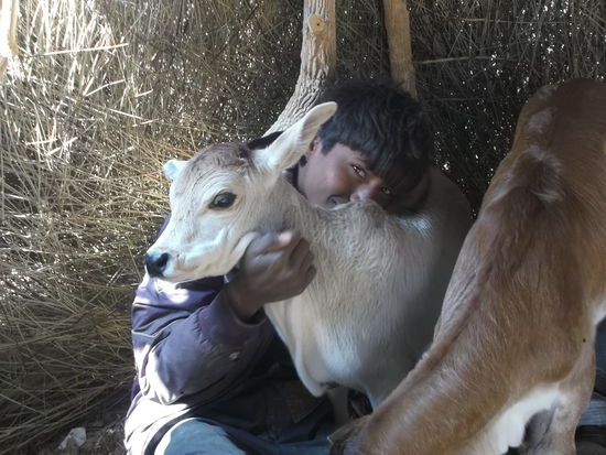 Leben für und mit den Tieren. Drei Männer und dieser Junge hüten die Tiere mehrerer Dörfer. Die Milch wird verkauft oder zu Butter verarbeitet. Die Kühe sterben eines natürlichen Todes.