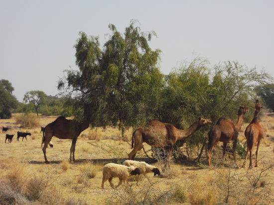 Die Tiere der Dörfer finden karges Gesträuch in der Wüste Thar.