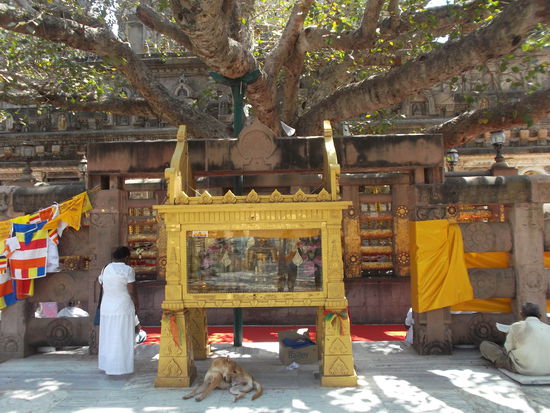 Der heilige Schrein am Baum der Erleuchtung ... herabfallende Blätter werden durch die Gläubigen fleißig aufgelesen ...