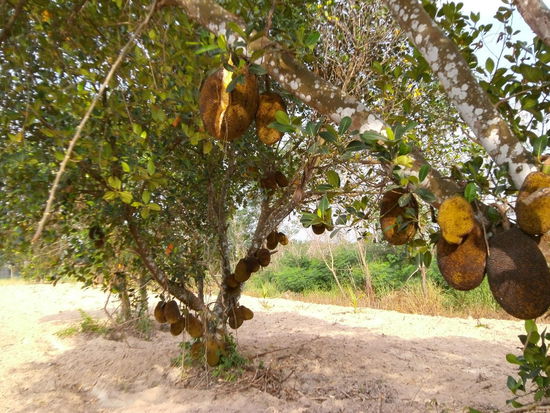 Bin kein Botaniker aber halte dies für einen Durianbaum. Ich liebe Thailand wegen seiner Früchte und Parks 