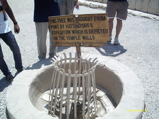 Soll der Überrest eines Henna-Baumes sein. Anzunehmen, dass da damals noch etwas Grün rundherum war.