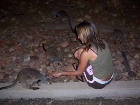 die Wallabies und ich