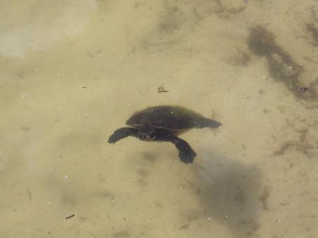 jaaa, Suesswasserschildkroeten in einem See !!