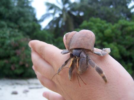 Mr. Crab