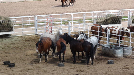 Wir haben allerdings kein´s gekauft.