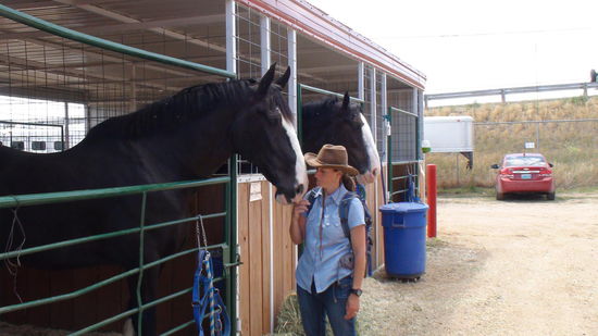 eine Riese von Pferd und so liebevoll