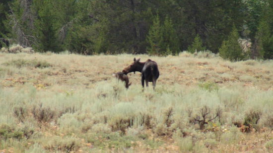 moose with calf