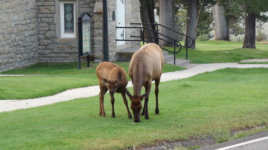 Wapiti-Kuh und Kalb. Eine Herde ist seit einigen Jahren direkt im Ort heimisch geworden.