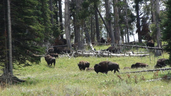 Bison Herde in der Nähe von Canyon Village