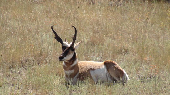 Pronghorn Antelope