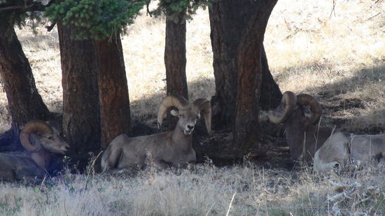 Bighorn Sheeps