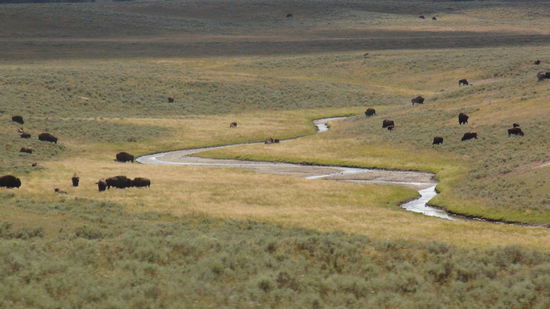 ...begegnen uns Horden von Bisons - wunderschöne, gewaltige Tiere.
