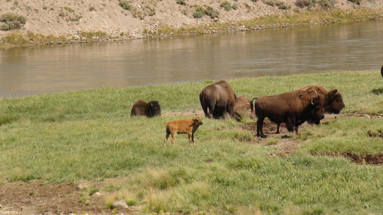 Bison mit Kalb