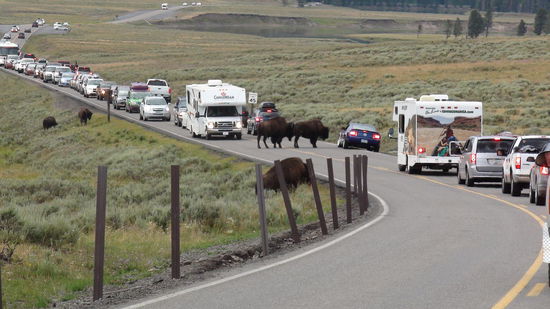 Street Gangs im Yellowstone