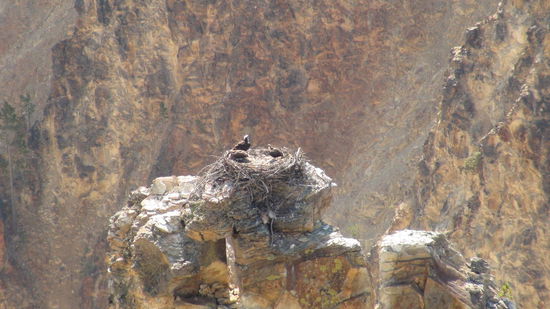 Ospreys mit Jungen im Yellowstone Canyon.
