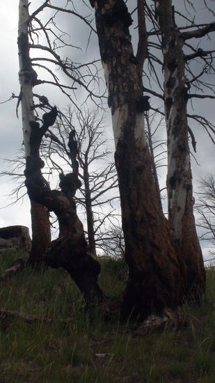 Spuren von Waldbränden hinterlassen seltsame Formen