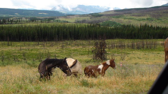 Wildpferde vor den Toren des National Parks