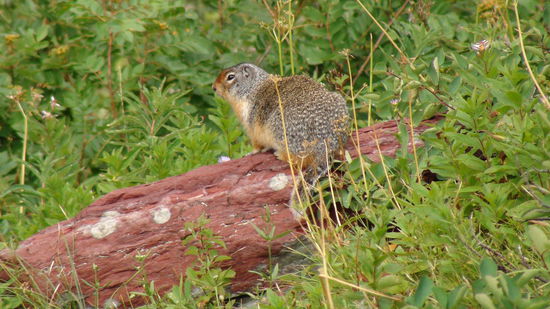 Murmeltiere begleiten uns entlang der Route