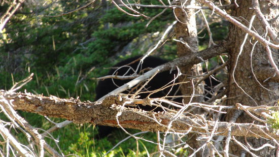 Ein Bär. Läuft vor uns einfach über die Straße. 
Vor lauter Aufregung hab ich den Auslöser zu spät gedrückt und ihn nur noch hinterm Baum erwischt.