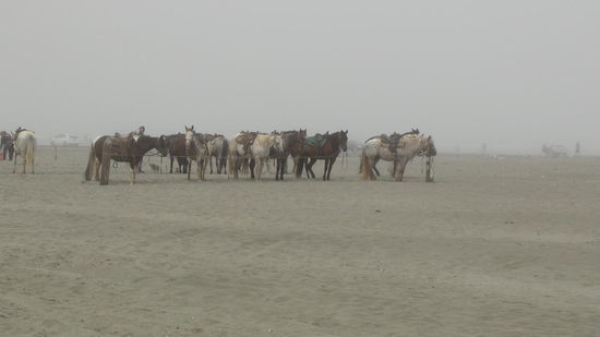 Horse Riding am Strand von Ocean Shores