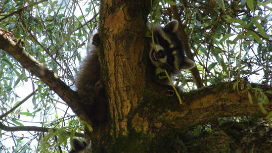 Waschbär beim Futtern