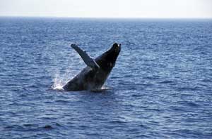 Und was ist das... ein Humpback Whale spingt direkt vor unserem Bug aus dem Wasser. What a big fellow!