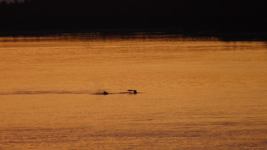 Und wieder ein Humpback Whale