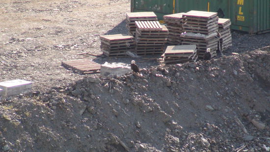 Bitte genau hinsehen!  
Unsere ersten Bald Eagles am Hafen von Juneau. Das Wappentier der USA.
