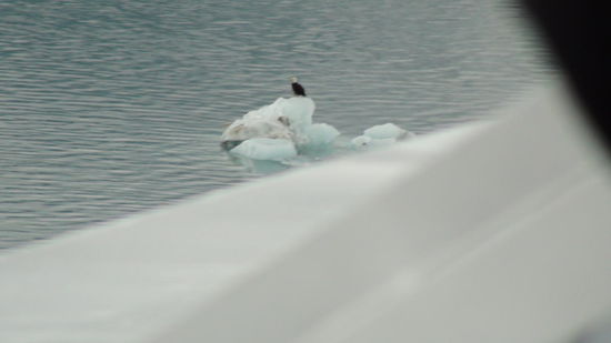 Bald Eagle schwimmt uns auf einer Eisscholle entgegen. Cool, oder!?