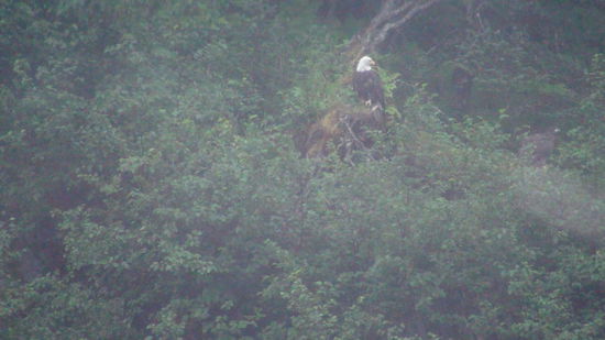 Bald eagle mit Jungem (wer findet es?)