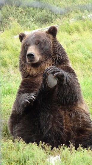 Braunbär beim Yoga.
