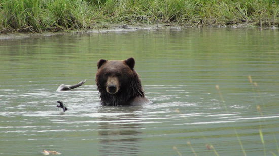 Hier planscht vergnügt ein Grizzly.