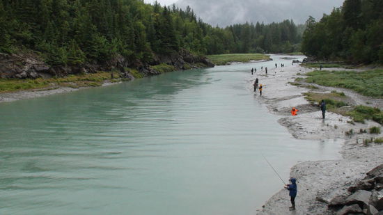 Bird Creek, auch Bear Creek genannt ein Mekka für Angler. Mit der einsetzenden Flut schwimmen tausende von Salmon zum Laichen flussaufwärts. Gerade auch wegen dem gedeckten Tische ein beliebter Ort der Bären. Gesehen haben wir leider keinen.