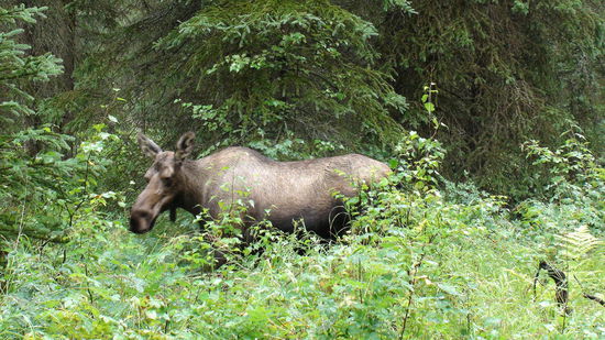 Big mommy moose