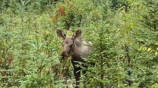 Zweites baby moose