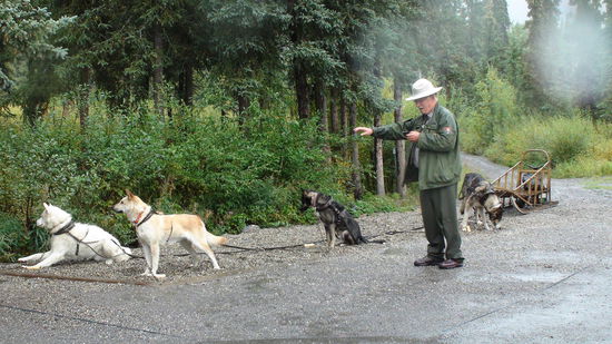 Parkranger führen uns durch die Kennels des Parks.
Sobald die Hunde losgelassen, gehts ab wie die Feuerwehr. Im Sommer werden die Hunde, um ihrem Laufdrang gerecht zu werden sogar mit übergrossen Hamsterrädern trainiert.