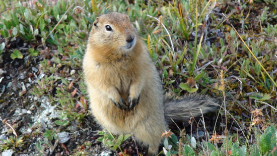 Tierische Begegnungen gab es u.a. mit einem frechen Artic Ground Squirrel (Eichhörnchen) welches mir meine Stiefel ungeniert annagt.
