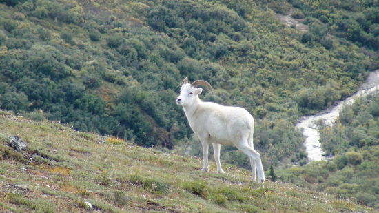Dall Sheep