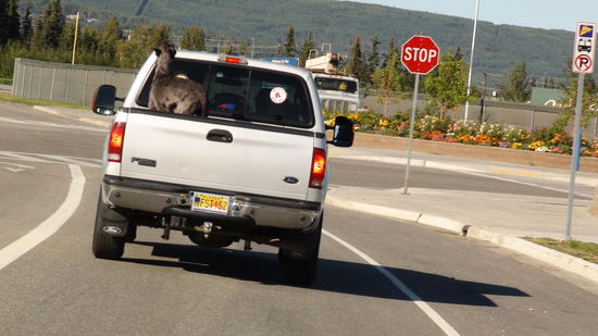 Pick up mit Hund, das gehört einfach zusammen.