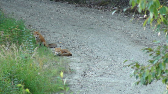 Füchse am Wegesrand