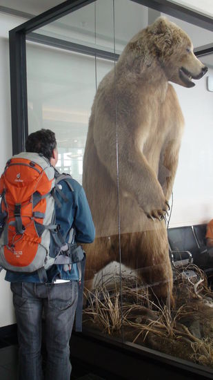 Kodiakbär (größter Braunbärart) am Flughafen Anchorage