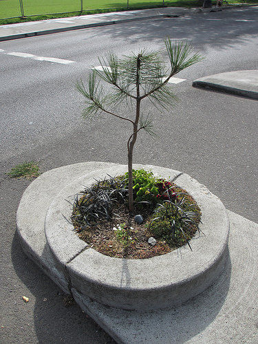 Portlands einmalige Sehenswürdigkeit. Der kleinsten Park der Welt. Mill Ends Park befindet sich in einem Blumentopf an einer Straßenecke im südlichen Downtown und wird angeblich von einem irischen Kobold regiert.