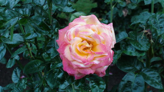 Portland ist bekannt für seinen Rosengarten.