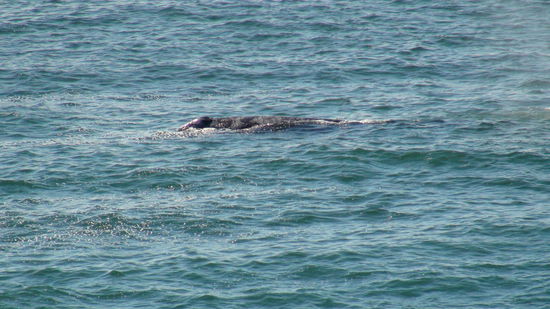 Wieder ein Humpback Whale an der Küste. 
Der Buckelwal ist oft in Küstennähe anzutreffen. Er erreicht eine Körpergröße von 12 bis 15 Metern und hat im Vergleich zu anderen Walen deutlich größere Flossen. Bekannt sind die Tiere u.a. aufgrund ihres Walgesangs. Die Tiere stehen unter weltweitem Artenschutz. Gewicht liegt bei 25 bis 30 Tonnen.