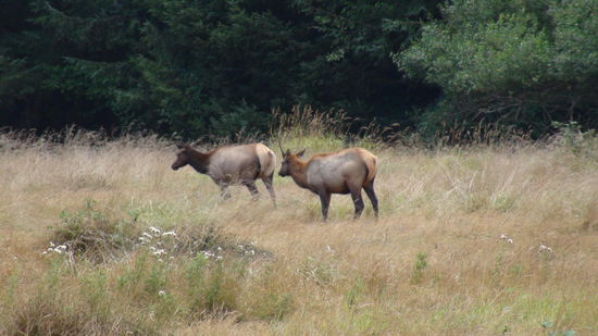 Roosevelt Elks (Wapitihirsche) im Park. Die Bezeichnung Wapiti bedeutet weißes Hinterteil und stammt von den Shawnee-Indianern.