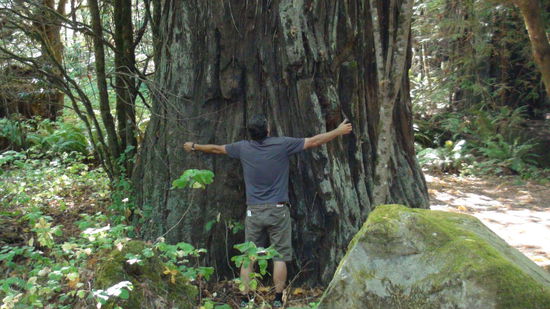 Man ist der Baum dick "Mann".