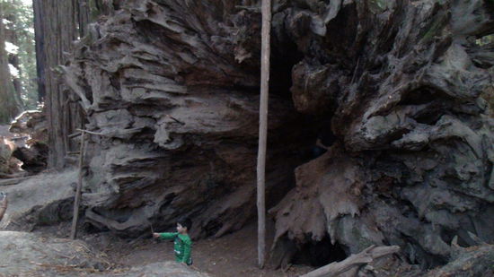 Wurzel des Küstenmammut.