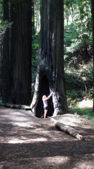 Dieser Baum ist am unteren Stamm ausgebrannt.